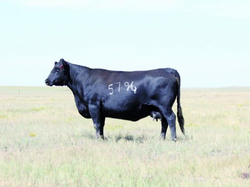 Cowherd 8