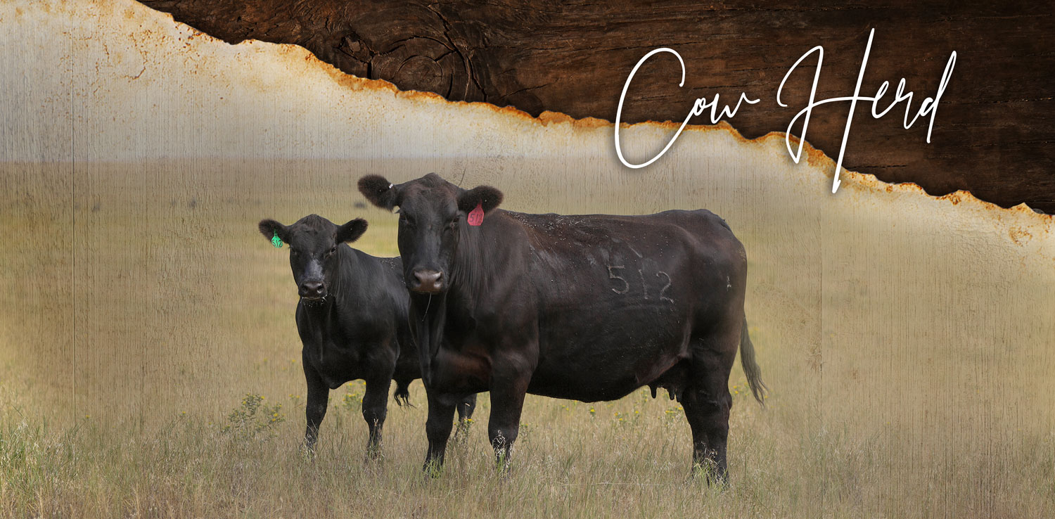 2025 cowherd-pic